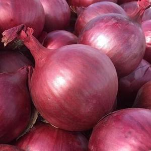 Achetez des oignons rouges égyptiens frais avec peau, 5,5 cm, de haute qualité, délicieux légumes, livraison rapide, prix de gros abordable, en vente - Product Image 1