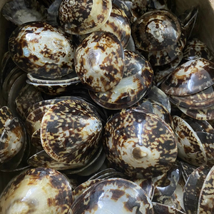 Coquille de limpet naturelle faite à la main du Vietnam, de haute qualité, pour commande en gros décorative - Product Image 1