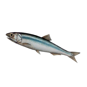 PESCADO ANCHOVY SECO/Anchoa seca/Espadín Buena calidad, buen precio Anchois/Espadín Bonne - Product Image 1