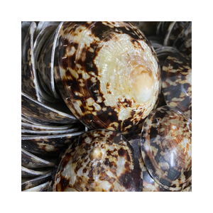 Concha de Caracol inspirada en el océano, concha de Lapa-artesanía natural para decoración hecha a mano, accesorios, creaciones artísticas elegantes para el hogar - Product Image 5