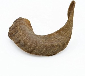 Cuerno de carnero grande al por mayor Kosher Shofar instrumento musical pulido natural utilizado para fines religiosos judíos - Product Image 1