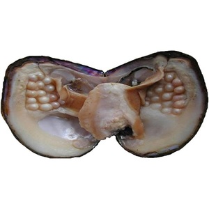 Consigue ostras grandes frescas de calidad a la venta Ostras vivas - Product Image 5