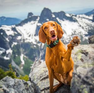 Corda da arrampicata riflettente Super resistente guinzaglio per cani con grande moschettone per cani di grossa taglia - Product Image 3