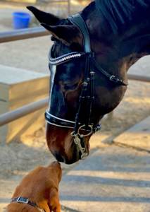 Bride anatomique Stanford en cuir de cheval Bride anatomique en cuir de cheval - Product Image 5