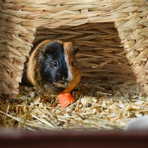 Bunnie raphia maison pour lapins chinchilla hamsters vente en gros de cabanes en paille de qualité supérieure grandes moyennes petites tailles - Product Image 4