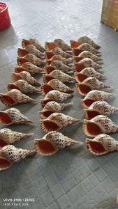 Export grade Vietnam conch shell trumpet seashell for wholesale home decor distributors interior styling agencies - Product Image 2