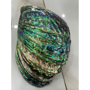 Conchas de abulón pulidas y crudas de Vietnam Conchas de alta calidad para incrustaciones de muebles de primera calidad, joyas y diseños de resina - Product Image 1