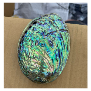 Coquille d'ormeau irisé naturel brut et unique, idéal pour l'artisanat créatif, la conception de bijoux et l'achat en gros au Vietnam - Product Image 1