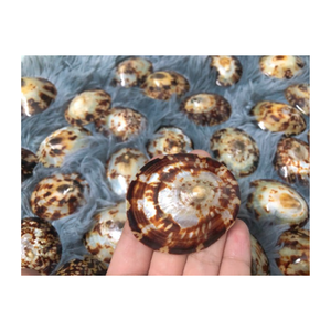 Concha de Caracol de Lapa de gran tamaño vietnamita, Tamaño 7-9cm, disponible en stock, lapas pulidas, Concha artesanal para Festiva - Product Image 1