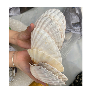 เปลือกหอยธรรมชาติขัดเงามันวาวสำหรับงานโครงการศิลปะแบบทำมือเครื่องประดับตกแต่งงานแต่งงานจำนวนมากราคาถูก - Product Image 4