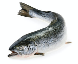 เนื้อปลาแซลมอนแช่แข็งแบบนอร์เวย์ - Product Image 2