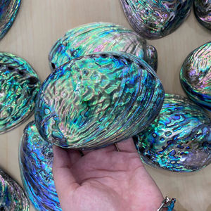 Concha de abulón, proveedor de Vietnam para proyectos artesanales, diseño de joyas y decoración con temática marina - Product Image 1