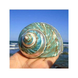 เปลือกหอยเทอร์โบสีเขียวขัดเงาเปลือกหอยธรรมชาติสำหรับตกแต่งงานฝีมือเครื่องประดับขายส่งราคาถูก - Product Image 3