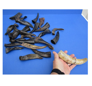 Corne de chèvre Shofar haute qualité véritable corne de chèvre naturelle polie vente chaude corne de chèvre Shofar - Product Image 2