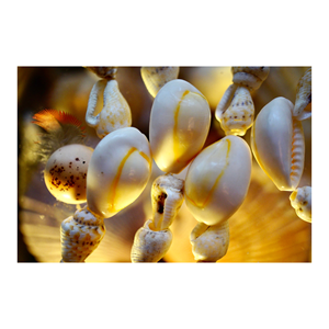 Perles de coquillages coquillages blancs coquillages coquillages coquillages naturels décor de plage/accessoires - Product Image 3