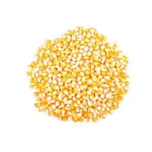 Cracked yellow Maize/ Corn for animals