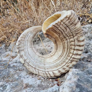 Shofar authentique Rambam Halakha, fait main, moderne, en corne de buffle naturelle, taille personnalisée, pour la prière de Rosh Hashanah et de Yom Kippur - Product Image 1