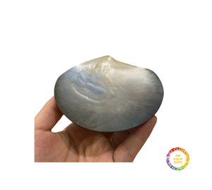 Vente en gros de nacre assiette en nacre coquillage naturel assiette en nacre polie assiette en nacre pour un repas élégant - Product Image 6