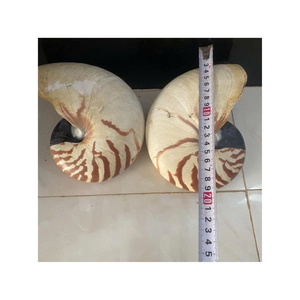 CONVELAS NAUTILUS PULIDAS PREMIUM DE 99 DATOS DE ORO DECORATIVAS DE ALTA CALIDAD PARA EL HOGAR HECHO EN VIETNAM - Product Image 4