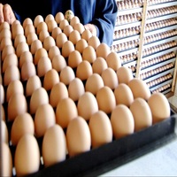 Oeufs à couver de qualité supérieure Cobb 500 prêt à expédier avec livraison rapide Sécurisez votre commande aujourd'hui au prix de gros exclusif