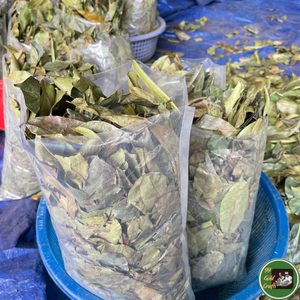 Feuilles de corossol séchées, matière botanique de haute qualité pour le traitement du thé et l'utilisation en boisson, en provenance du Vietnam - Product Image 4