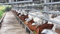 Bâtiment commercial pour élevage de moutons et chèvres, en acier léger préfabriqué, soudé, découpé et plié, qualité supérieure, Marque Makamane, Modèle 002