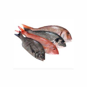 Filet de dorade rouge congelé provenant de sources durables à vendre, parfait pour le commerce international des fruits de mer - Product Image 3
