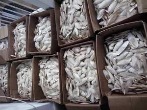 Os de seiche de haute qualité disponible à la vente avec une bonne qualité du Vietnam pour animaux de compagnie Reptile/pour oiseaux/produits alimentation animale - Product Image 4