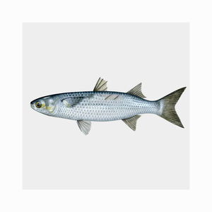 Nueva Producción de Pescado Mullet Gris Congelado de Primera Calidad, Sin Tripas - Product Image 5