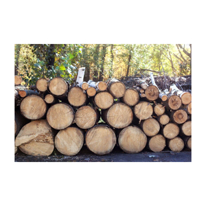 Beech <b>Wood</b> Construction - Round <b>Wood</b> <b>Logs</b> for Sale - Beech Sawn <b>Wood</b> Lumber Export 66. Worldwide Export Natural - Product Image 6