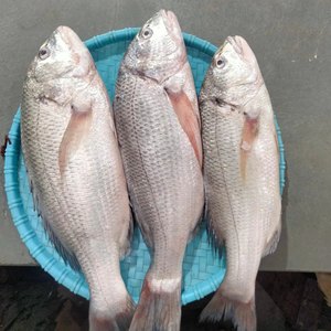 Proveedor mayorista de stock a granel de pescado snapper blanco entero congelado. Envío rápido. - Product Image 1