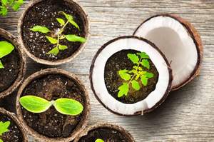 ECO2GO 100% Bloc de tourbe de coco compressé naturel et écologique pour le jardinage et l'agriculture - Product Image 3