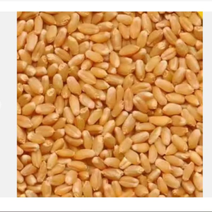 Grain de blé Grain de blé blanc de qualité alimentaire Grain de blé russe - Product Image 1