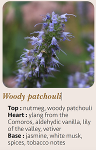 Bougie artisanale de luxe moderne à l'arôme boisé de patchouli 20cl, logo personnalisé, cire mélangée, pot en verre cylindrique - Product Image 5