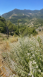 Huile d'origan sauvage de montagne biologique riche en carvacrol, Origanum Minutiflorum, huile d'origan turque distillée à la vapeur, vente en gros - Product Image 5