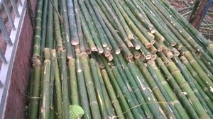 Bastones de bambú de gran tamaño para decoración de particiones de vallas de Vietnam/poste de bambú tratado para jardín al aire libre - Product Image 3