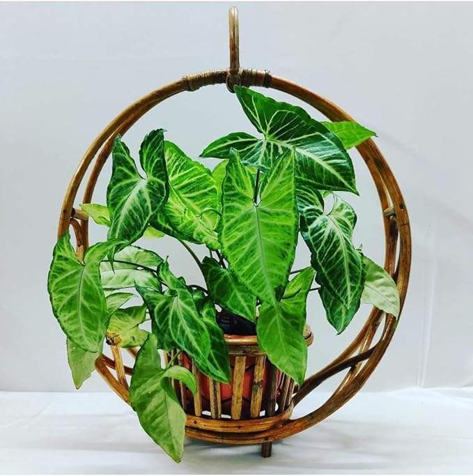 สีน้ำตาล