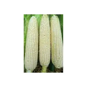 Rich in high quality vitamins Pure natural Bags Organic Sweet Dry Baby Corn White Maize Corn Grit