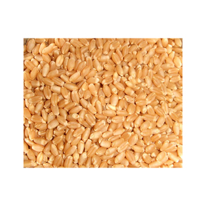Aditivo disponible en grano de trigo Gluten Trigo Precios de exportación Arroz especialmente seleccionado Granel Grano DE TRIGO corto - Product Image 2