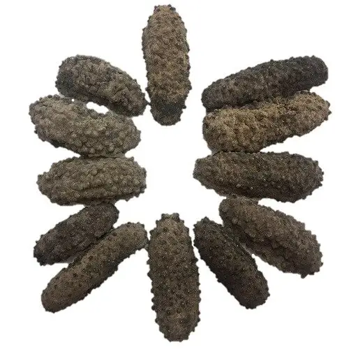 Pepino de mar seco de grado PREMIUM a la venta Pepino de mar para pepino de mar seco al por mayor disponible