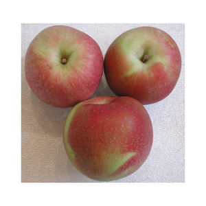 Manzana amarilla fresca, firme, jugosa y dulce para mercados mayoristas, exportadores, minoristas y distribuidores de productos agrícolas - Product Image 6