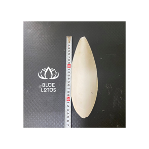 Os de seiche séché à partir de calmar pour oiseau perroquet produit d'exportation - Product Image 1