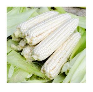 เมล็ดข้าวโพดขาวคุณภาพสูงสำหรับอาหารสัตว์ / เมล็ดข้าวโพดขาว - Product Image 1