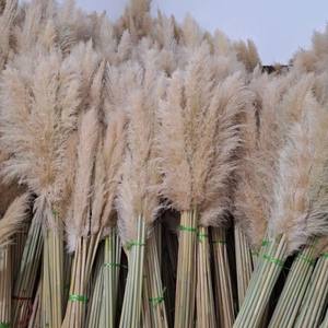 Grande herbe de pampa blanche crème avec panaches moelleux ajoute un mouvement et une texture naturels aux vases Boho Decor intérieurs de mariages rustiques - Product Image 1