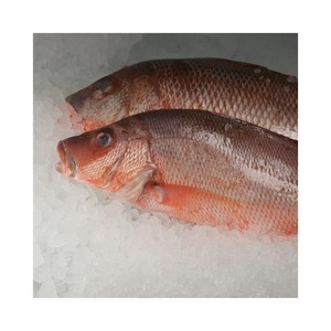 Pargo rojo entero fresco congelado, mejor precio al por mayor en el mercado - Product Image 5
