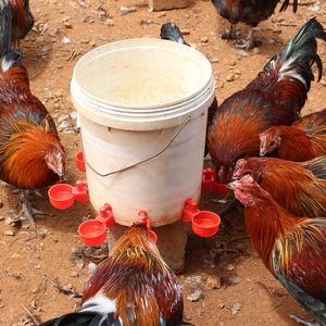 Nuevo sistema automático de vasos para bebederos de pollo, <span class=keywords><strong>bebedero</strong></span> de plástico para aves de corral - Product Image 4