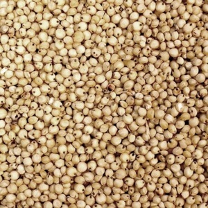 Dried sweet sorghum grains Sorghum seed for food processing Whole <b>millet</b> for sale Sweet sorghum grains for feed For Sale - Product Image 5