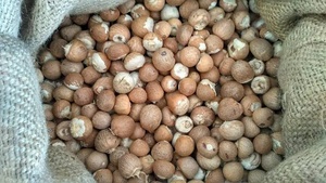 Betel Nuts Best Selling Export Quality 90-95% Grade Roasted Well Dried <strong>Thailand</strong>/Indonesia Wholesale Gunny Sack 3 Year Shelf Life - Product Image 4