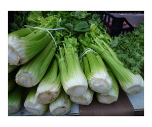 Poudre lyophilisée organique de céleri de poudre déshydratée pure naturelle de jus de céleri - Product Image 4