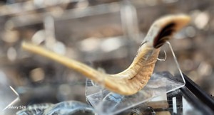 OEM High Quality Eco-Friendly Kudu Ram Horn Handcrafted Yemenite Shofar for Rosh Hashanah Kosher Natural <b>Crafts</b> Blown Kudu Horn - Product Image 4